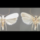 Image for article titled New Kind of Moth Hints at Other Species That May Be Hiding in Plain Sight